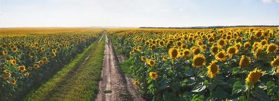 Summer landscape with a field of sunflowers, a dirt road photo