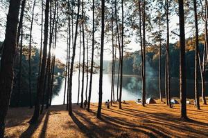 Pine forest and camping area in the morning photo