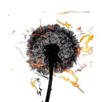 dandelion on fire on a white background, isolate photo