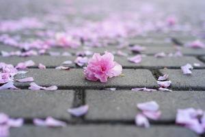 pétalos de flores de sakura en los adoquines. foto