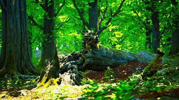 hermoso musgo verde brillante crecido cubre las piedras ásperas foto