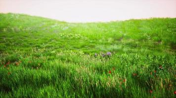 Green meadow under blue sky photo