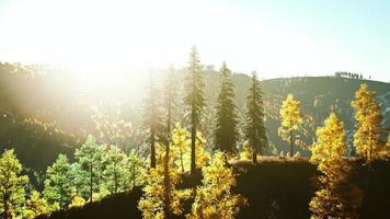 Mountain valley with pine forest against the distant ridges photo