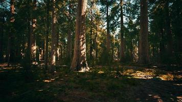 Giant sequoia trees towering above the ground in Sequoia National Park photo
