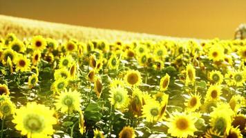 Sunflower field bathed in golden light of the setting sun