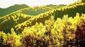 Aerial drone view of a mountain forest with colorful autumn trees photo