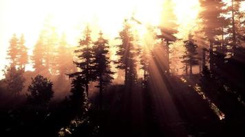amanecer en un bosque de coníferas brumoso foto