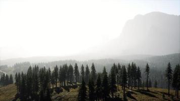 Beautiful sunset view in cedar forest in front of sayan mountain range photo