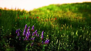 Green meadow under blue sky photo