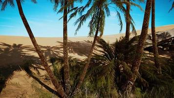 Palm Trees in the Sahara Desert photo