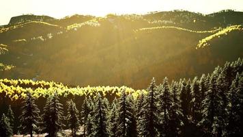 Beautiful sunset view in cedar forest in front of sayan mountain range photo