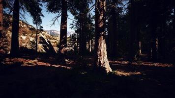 Giant Sequoias Trees or Sierran redwood growing in the forest photo