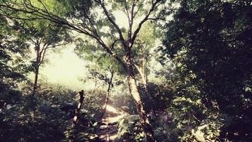 Evening forest with sun and volume light photo