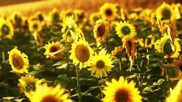 campos de girasoles en la cálida luz del atardecer foto