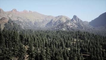 Beautiful sunset view in cedar forest in front of sayan mountain range photo