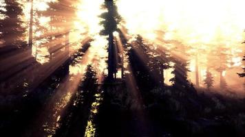Magic dark Autumn forest scenery with rays of warm light photo