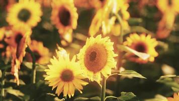 Sunflower field bathed in golden light of the setting sun photo