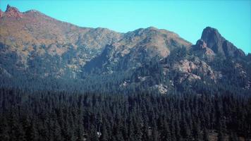 Beautiful sunset view in cedar forest in front of sayan mountain range photo