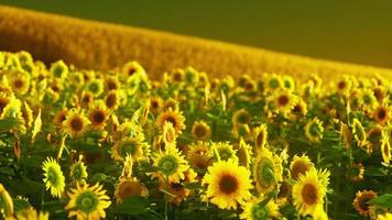 campo de girasoles florecientes en una puesta de sol de fondo foto