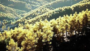Aerial drone view of a mountain forest with colorful autumn trees photo
