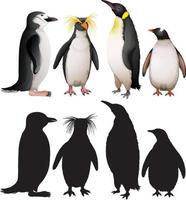 Set of penguins with silhouette vector