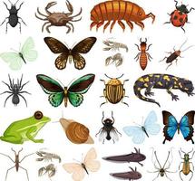 diferentes tipos de insectos y animales sobre fondo blanco vector