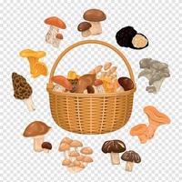 Basket With Edible Mushrooms vector