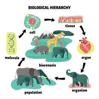 Biological Hierarchy Round Composition vector