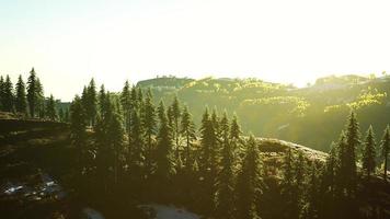 Beautiful sunset view in cedar forest in front of sayan mountain range photo