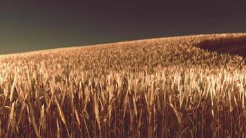 Golden wheat field at sunset photo