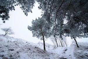 Winter landscape. Snow covered all the trees. Snow lies on the branches. photo