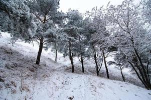 paisaje de invierno la nieve cubrió todos los árboles. la nieve se encuentra en las ramas. foto