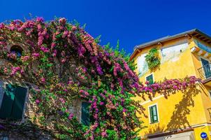 sirmione, italia, 11 de septiembre de 2019 plantas trepadoras con flores de rosa violeta en paredes coloridas foto