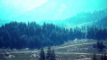 luchtfoto van groen naaldbos in de bergen video