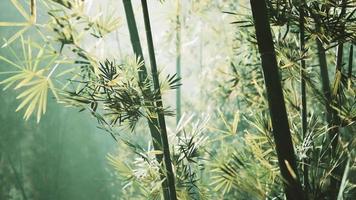 floresta verde de bambu em nevoeiro profundo