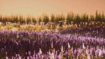 campo de lavanda florescendo sob as cores do pôr do sol de verão video