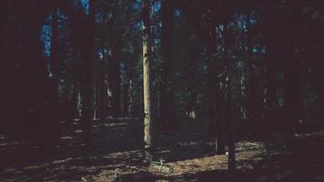 secuoyas gigantes que se elevan sobre el suelo en el parque nacional de secuoyas video