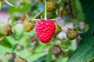 close up ripe raspberry on a bush photo