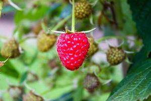 close up ripe raspberry on a bush photo