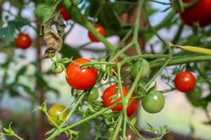 tomates cherry rojos y verdes en la vid foto