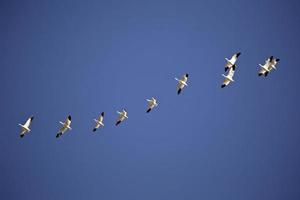 Snow Geese in flight photo