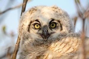 Owlet in nest in Saskatchewan photo