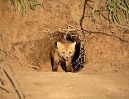 Red Fox kit at den entrance in Saskatchewan photo