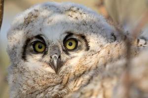 Owlet in nest in Saskatchewan photo