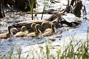 pichones de ganso de canadá en el pintoresco saskatchewan foto