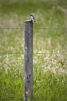 Tree Swallow on fence post in scenic Saskatchewan photo