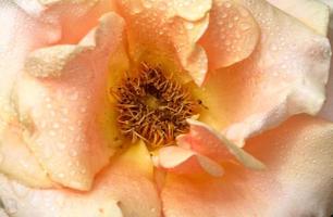 Rain drops on a blooming flower in scenic Saskatchewan photo