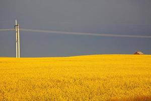 nubes de tormenta sobre un cultivo de canola de saskatchewan foto