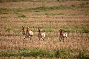 Young female antelopes in a Saskatchewan stubble field photo