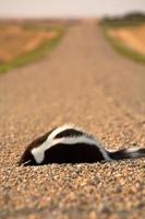 Dead skunk in the middle of a Saskatchewan country road photo